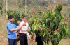Chàng trai “9X” Bạc Cầm Sáng (ngoài cùng bên trái), bản Nà Dên giới thiệu vườn cây ăn quả của gia đình với cán bộ xã Búng Lao (huyện Mường Ảng).