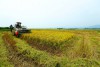 Dự án liên kết sản xuất theo mô hình cánh đồng lớn 22 ha tại xã Thanh Hưng, huyện Điện Biên vừa được UBND tỉnh phê duyệt.