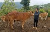 Người dân bản Nà Sản A, xã Xa Dung chăm sóc bò giống được hỗ trợ.