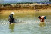 Xã viên hợp tác xã Dịch vụ nông nghiệp Mường Báng thu hoạch cá rô phi đơn tính.