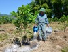 Người dân bản Na Lốm, xã Thanh Nưa (huyện Ðiện Biên) chăm sóc cây bưởi da xanh.