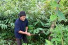 Ngưới dân xã Sín Thầu (huyện Mường Nhé) phát triển cây sa nhân dưới tán rừng để tăng thu nhập, giảm nghèo bền vững.