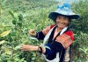 Hiện nay Tủa Chùa mới có chè Tuyết Shan là sản phẩm OCOP. Trong ảnh: Người dân xã Sín Chải, huyện Tủa Chùa thu hoạch chè.
