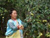 Sơn tra được xem là cây xóa đói giảm nghèo của nông dân xã Tỏa Tình, huyện Tuần Giáo. Trong ảnh: Nông dân bản Hua Sa A thu hoạch sơn tra.