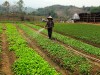 Các mô hình sinh kế tăng thu nhập cho người dân góp phần đẩy nhanh tiến độ xây dựng NTM. Trong ảnh: Mô hình trồng rau của người dân xã Mường Toong (huyện Mường Nhé).