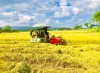 Thu hoạch lúa ở cánh đồng Mường Thanh
