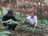 HTX Nông nghiệp xã Bản Mế, huyện Si Ma Cai, tỉnh Lào Cai có 33 thành viên hợp tác trồng Tam thất, đạt giá khá cao 450.000đ/kg và không đủ cung cấp cho thị trường.
