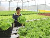 Ở những địa phương như Lâm Đồng, Hà Nam,… đã xuất hiện những khu nông nghiệp công nghệ cao với những ứng dụng hiện đại vào sản xuất
