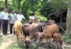 Ðại diện lãnh đạo xã Pú Nhung và Ban TTND bản kiểm tra mô hình nuôi bò tại bản Ðề Chia B.
