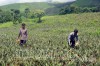 Người dân xã Na Sang (huyện Mường Chà) thu hoạch dứa sản xuất tập trung theo hướng hàng hóa, liên kết.