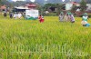Đại biểu tham quan thực tế cánh đồng sản xuất lúa HaNa112 tại xã Mường Đun.