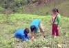 Cán bộ Ban Quản lý rừng Phòng hộ huyện Tuần Giáo hướng dẫn người dân xã Tỏa Tình trồng rừng.