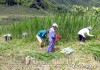 Người dân xã Quài Nưa (huyện Tuần Giáo) thu hoạch cỏ voi