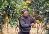 Người dân xã Noong Luống chăm sóc cây ăn quả.