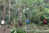 Người dân xã Mường Thín, huyện Tuần Giáo phát dọn thực bì, bảo vệ diện tích rừng khoanh nuôi tái sinh.
