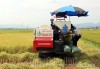 Xã viên Hợp tác xã Thanh Yên (huyện Điện Biên) sử dụng máy gặt đập liên hợp thu hoạch lúa. Ảnh: Lan Phương