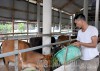 Anh Quàng Văn Lợi, xã viên HTX Sản xuất kinh doanh dịch vụ giống nông - lâm nghiệp xã Quài Nưa chăm sóc đàn bò.