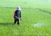 Nông dân xã Thanh Xương (huyện Điện Biên) chăm sóc lúa mùa 2021.