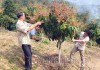 Người dân xã Nà Tòng (huyện Tuần Giáo) chăm sóc cây ăn quả theo dự án liên kết sản xuất. Ảnh: C.T.V