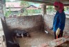 Người dân xã Leng Su Sìn chăm sóc đàn lợn.
