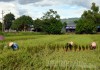 Gia đình chị Hà Thị Nhung, đội C9A, xã Thanh Xương (huyện Điện Biên) buộc dựng lúa mùa bị gãy đổ do giông lốc.
