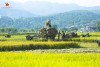 Người dân thu hoạch lúa trên cánh đồng Mường Thanh. Ảnh tư liệu