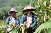 Người dân bản Khó Bua, xã Pú Nhung thu hoạch ngô xuân hè.