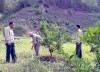 Người dân xã Mường Nhà, huyện Điện Biên chuyển đổi đất lúa nương kém hiệu quả sang trồng cây ăn quả.