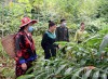 Thu nhập là một trong những tiêu chí nhiều xã còn “nợ” trong xây dựng NTM. Trong ảnh: Cán bộ Hạt Kiểm lâm huyện Mường Nhé tuyên truyền người dân xã Mường Nhé trồng cây sa nhân dưới tán rừng nhằm tăng thu nhập.
