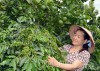 Chị Nguyễn Thị Vân chăm sóc vườn cây.