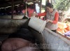 Gia đình chị Lê Thị Mai, tổ 5, thị trấn Điện Biên Đông vừa kinh doanh nhà hàng ăn uống kết hợp chăn nuôi gia súc, cho thu nhập hơn 1,5 tỷ đồng/năm. Trong ảnh: Chị Mai chăm sóc đàn lợn.