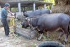 Người dân thôn Chiềng An, xã Thanh An (huyện Điện Biên) chăm sóc đàn gia súc.