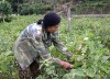 Bà Nguyễn Thị Lưu, bản Tân Phong, thị trấn Tủa Chùa chăm sóc rau màu trồng chuyển đổi trên diện tích đất trồng lúa thiếu nước sản xuất.