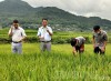 Cán bộ Trung tâm Dịch vụ nông nghiệp huyện Tủa Chùa kiểm tra quá trình sinh trưởng, phát triển của giống lúa vai gãy.