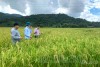 Cán bộ khuyến nông xã Mường Phăng (TP. Điện Biên Phủ) kiểm tra quá trình sinh trưởng, phát triển của giống lúa nếp tan.