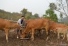 Đa dạng hóa sinh kế, phát triển mô hình giảm nghèo