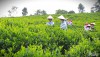 Nâng tầm giá trị nông sản
