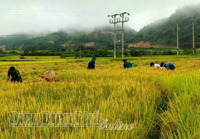 Nậm Pồ được mùa lúa