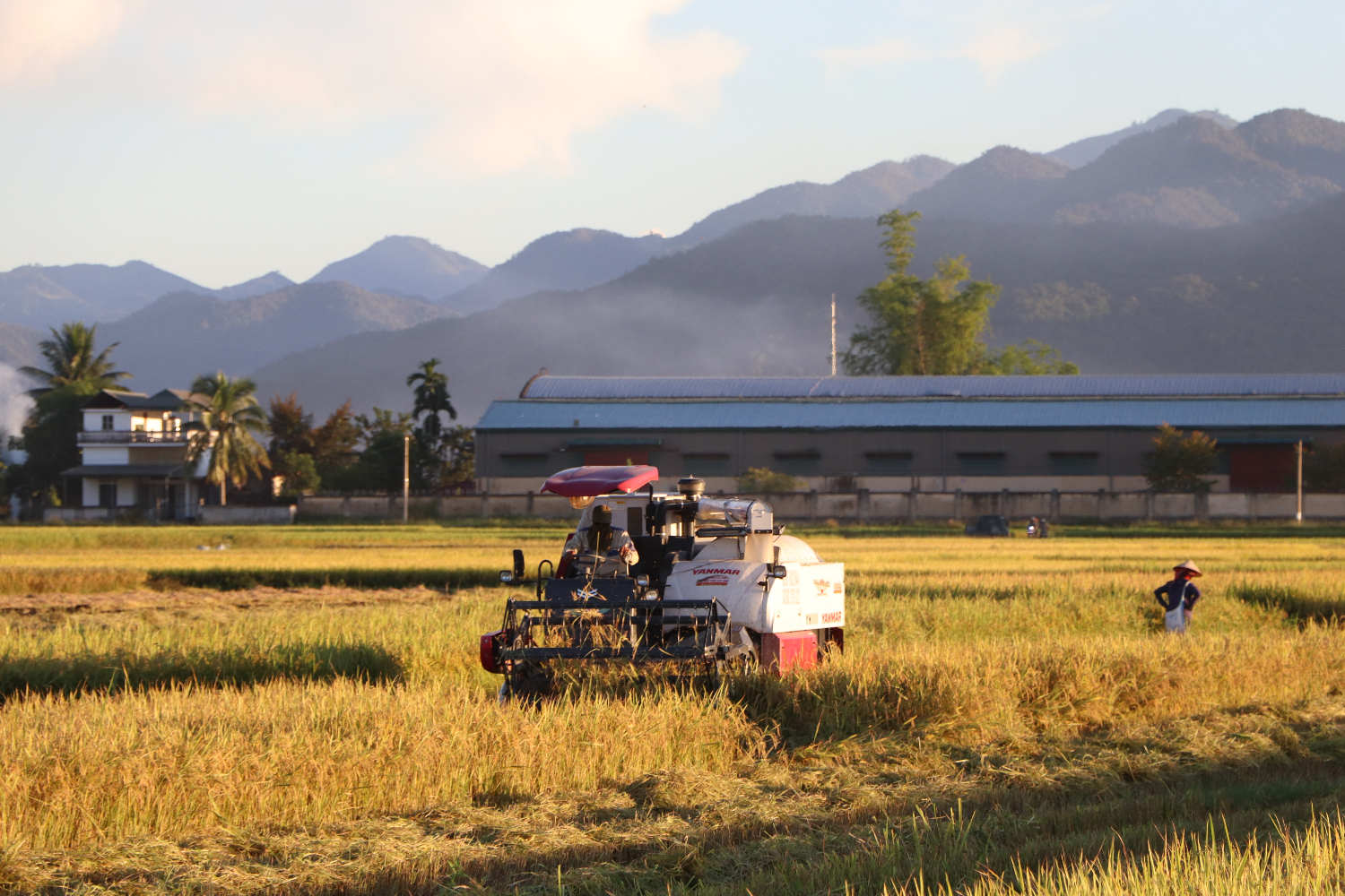 Hiện nay, trên địa bàn tỉnh đã hình thành vùng sản xuất lúa tập trung chất lượng cao ở lòng chảo Mường Thanh